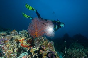 A female diver swimming over the rich and stunning coral reef analyzing a soft coral in Palau, Micronesia.